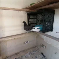 جوجه کفتر غریب پیدا شده|پرنده|بهارستان, |دیوار