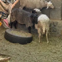 بره نر و ماده نژاد رومن فرانسه|حیوانات مزرعه|جیرفت, |دیوار