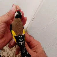 سیره باغی دوماه قفس