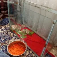 همسترحیوان بی نظیر