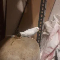 مرغ عشق|پرنده|دماوند, گیلاوند|دیوار