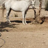 فروش 36 مادیان53 سفید996توافقی 0917‌