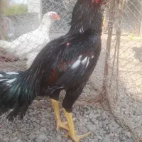 دوعدد خروس لاری