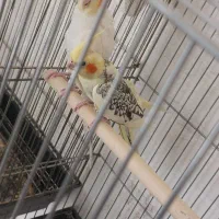جفت عروس هلندی کارداده وچندتا فنچ