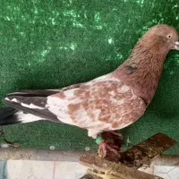 کفتر نر هندی