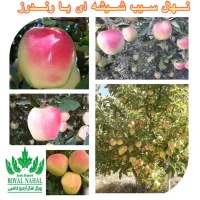 فروش نهال سیب رندرز