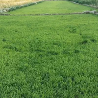 زمین گلخانه وباغ شهری|فروش دفتر صنعتی، کشاورزی، تجاری|سیدان, |دیوار