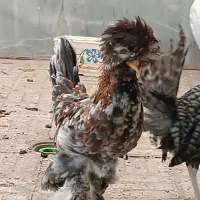 فروش مرغ سلطان|حیوانات مزرعه|اصفهان, پوریای ولی|دیوار