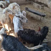 بزه گاو برای فروش برای اطلاعات بیشتر تماس بگرید|حیوانات مزرعه|مسجد سلیمان, |دیوار