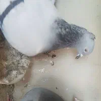 سبز دم سفید معاوضه