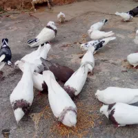 کبوتر|پرنده|ایوان, |دیوار