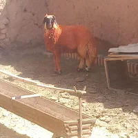 بره نر
