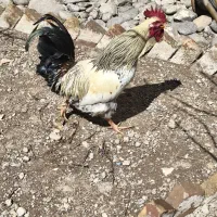 خروس چاق محلی