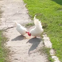 مرغ و خروس زینتی کوچک|حیوانات مزرعه|رضوانشهر, |دیوار