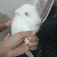 خرگوش اهلی سفیدچشم آلبالویی|موش و خرگوش|بم, |دیوار