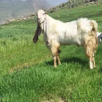 بزگلابی|حیوانات مزرعه|کرمانشاه, |دیوار