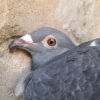 دوتا ماده اردن