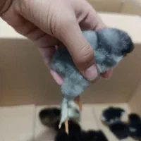 جوجه ده روزه