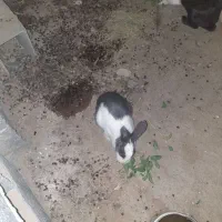 خرگوش|موش و خرگوش|زهک, |دیوار