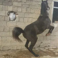 نریان شجره دارخوش فنوتیپ|اسب و تجهیزات اسب‌سواری|ایلام, |دیوار