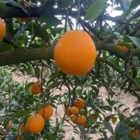 تامسون برگی