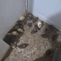 بلدرچین های تخم گذاری و گوشتی اورگانیک