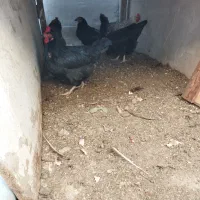 مرغ محلی جوان