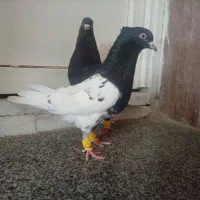 کبوتر بهبانی