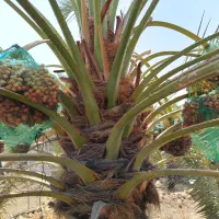 فروش پاجوش خاصیو سفید