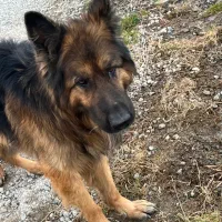 ژرمن نر ،کلاسA