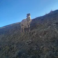 قوچ|حیوانات مزرعه|سرعین, |دیوار