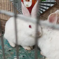 بچه خرگوش سفید چشم شرابی