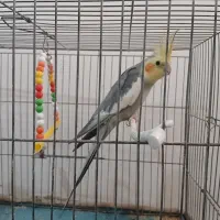 فروش عروس هلندی