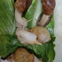 حلزون آچاتینا