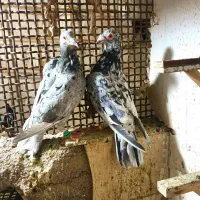 سرور سار گراف سوسکی سه رگ ابلغ|پرنده|مشهد, سجاد شهر|دیوار