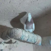 کبوتر فروشی|پرنده|لالجین, |دیوار