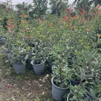 فوتونیا سطل 12 تعداد 500