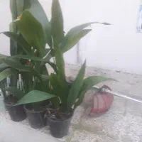 فروش تعدادی گلدان گل ابایی|گل و گیاه طبیعی|آمل, |دیوار