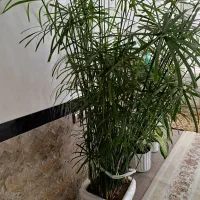 گل طبیعی قیمت مناسب