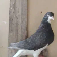 کفتر شهری