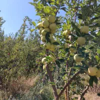 باغ سیب قرمز و زرد ،سیب‌های آن به فروش می رسد ،