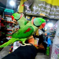 شهر عروس برزیلی ملنگو گیرینچیک خورشیدی شاه طوطی