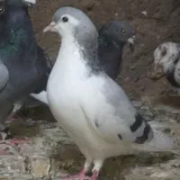 ساده