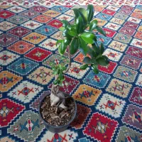 بگونیاخالدار|گل و گیاه طبیعی|بروجرد, |دیوار