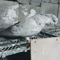 کبوتر|پرنده|سقز, |دیوار