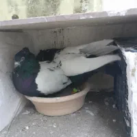 خواهشا عکس خوب نگاه کن پسند شد زنگ بزن .|پرنده|اقبالیه, |دیوار