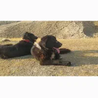 سگ سیاه نره گم شده رو دماغش یه کمی مو نداره بزرگ