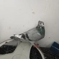 سبز نر کاکلی