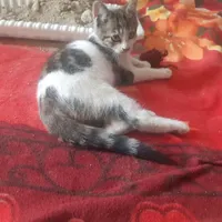 گربه ملوس  و ناز