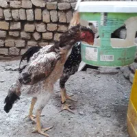 اوشامو|حیوانات مزرعه|مشهد, شهید قربانی|دیوار